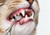 兽医检查猫咪牙齿——口腔健康不容忽视