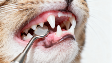 兽医检查猫咪牙齿——口腔健康不容忽视