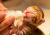 爱心人士用猫咪专用奶瓶给小奶猫喂食——正确的奶瓶喂食姿势是幼猫存活的关键