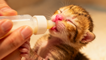 爱心人士用猫咪专用奶瓶给小奶猫喂食——正确的奶瓶喂食姿势是幼猫存活的关键