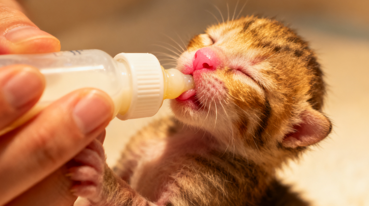 爱心人士用猫咪专用奶瓶给小奶猫喂食——正确的奶瓶喂食姿势是幼猫存活的关键