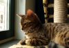 猫咪绝育手术兽医检查