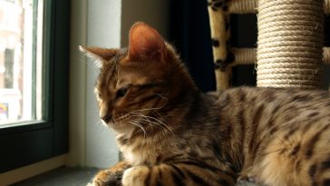 猫咪绝育手术兽医检查