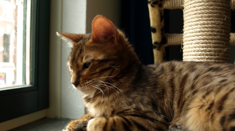 猫咪绝育手术兽医检查
