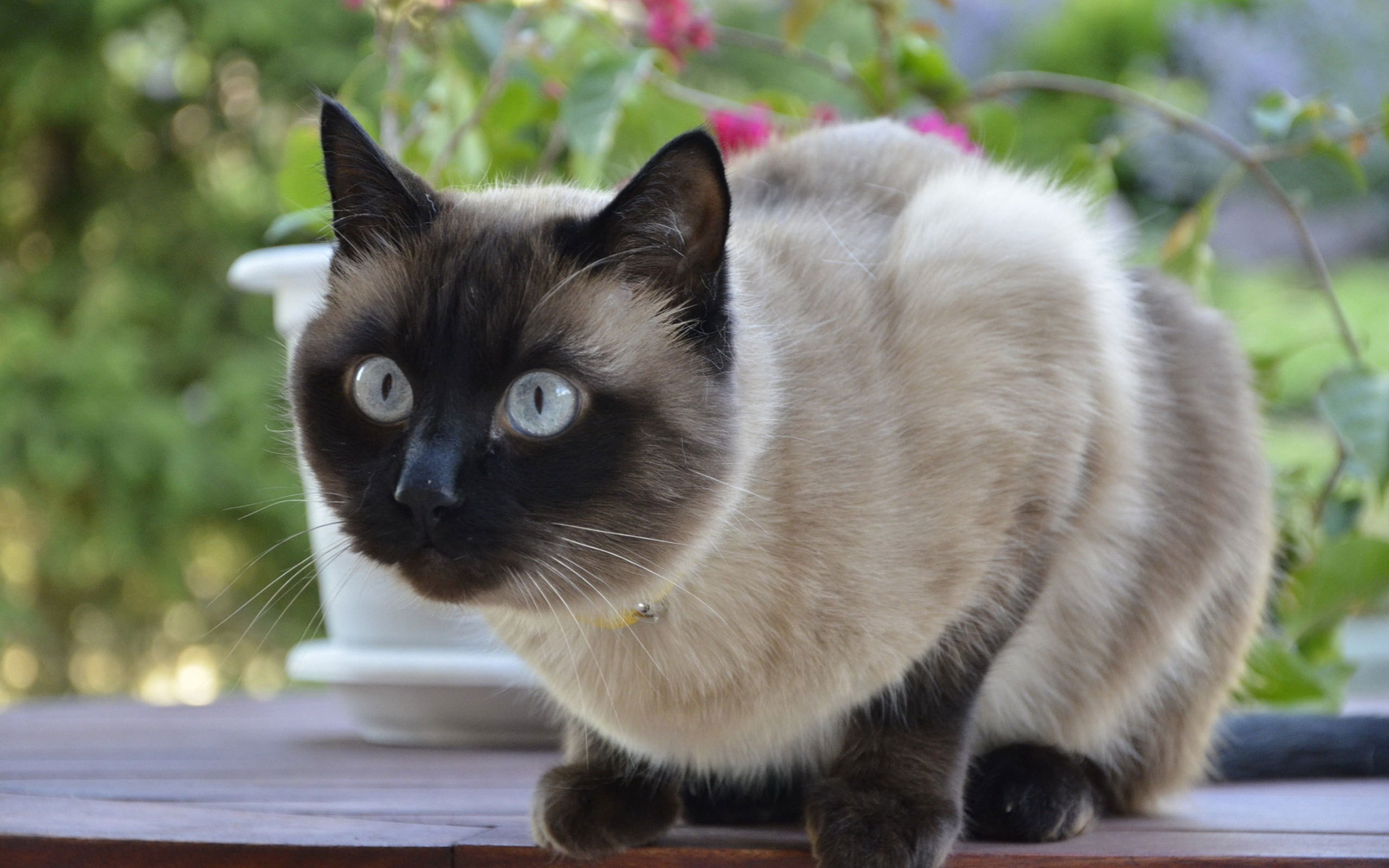 幼猫健康成长照护