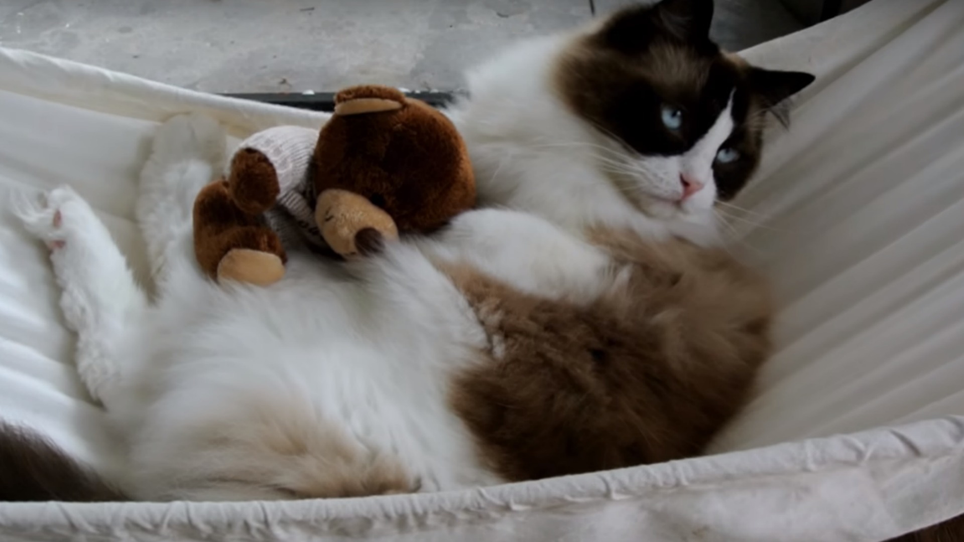 猫咪术后舒适恢复
