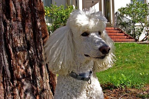 标准贵宾犬精心喂养