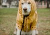 萨摩耶犬户外探险