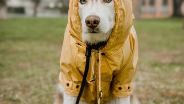 萨摩耶犬户外探险