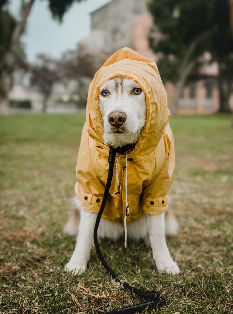 萨摩耶犬户外探险