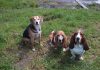 比格犬幼犬服从训练坐下