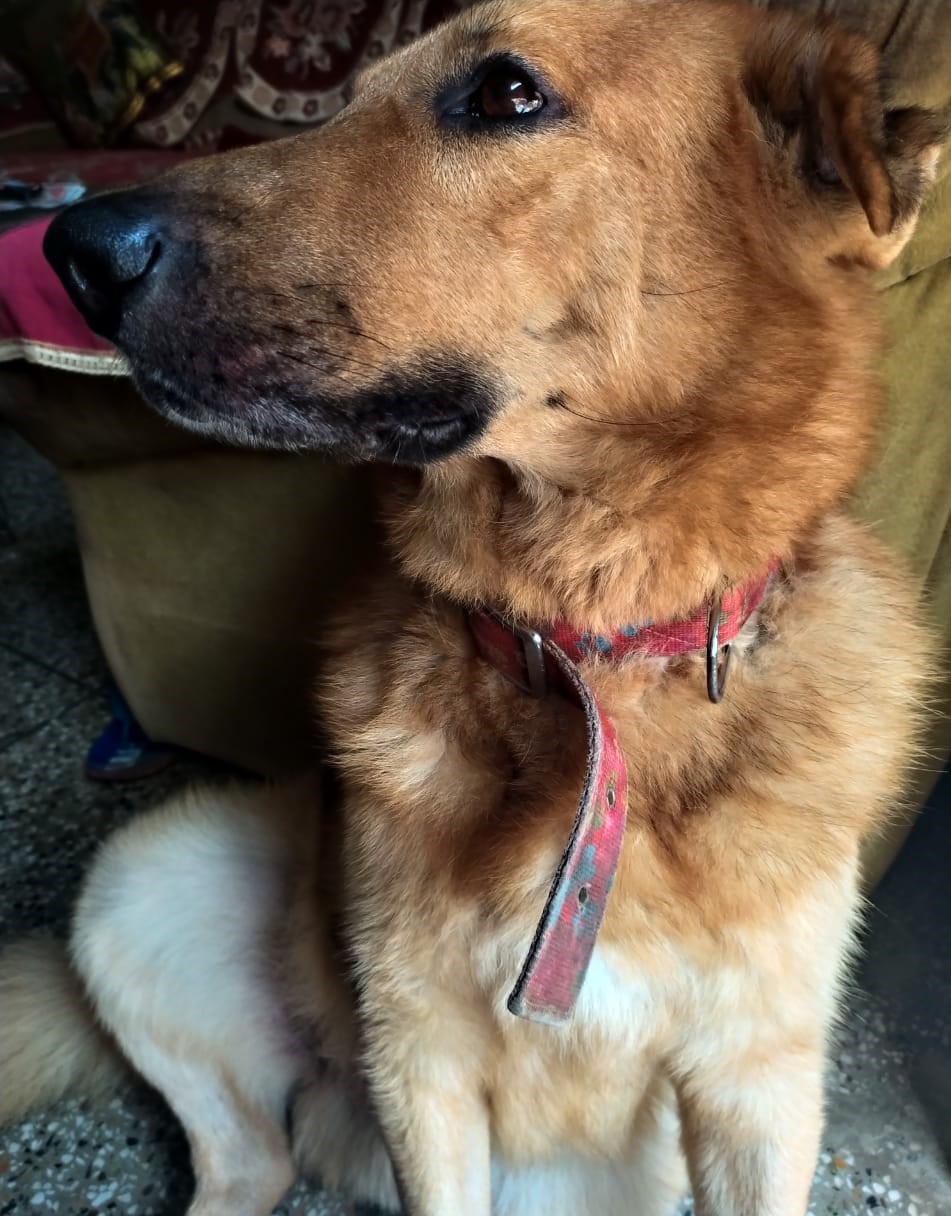 德国牧羊犬互动训练