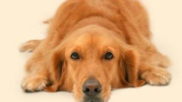 金毛寻回犬梳毛护理