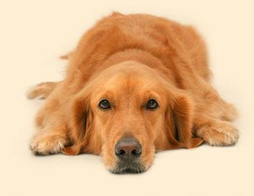 金毛寻回犬梳毛护理