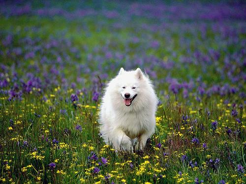萨摩耶犬日常美容