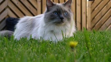 新手铲屎官与布偶猫建立信任