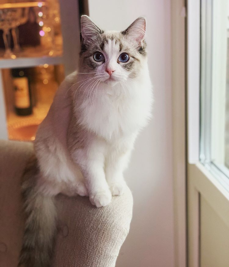 新手铲屎官与布偶猫建立信任