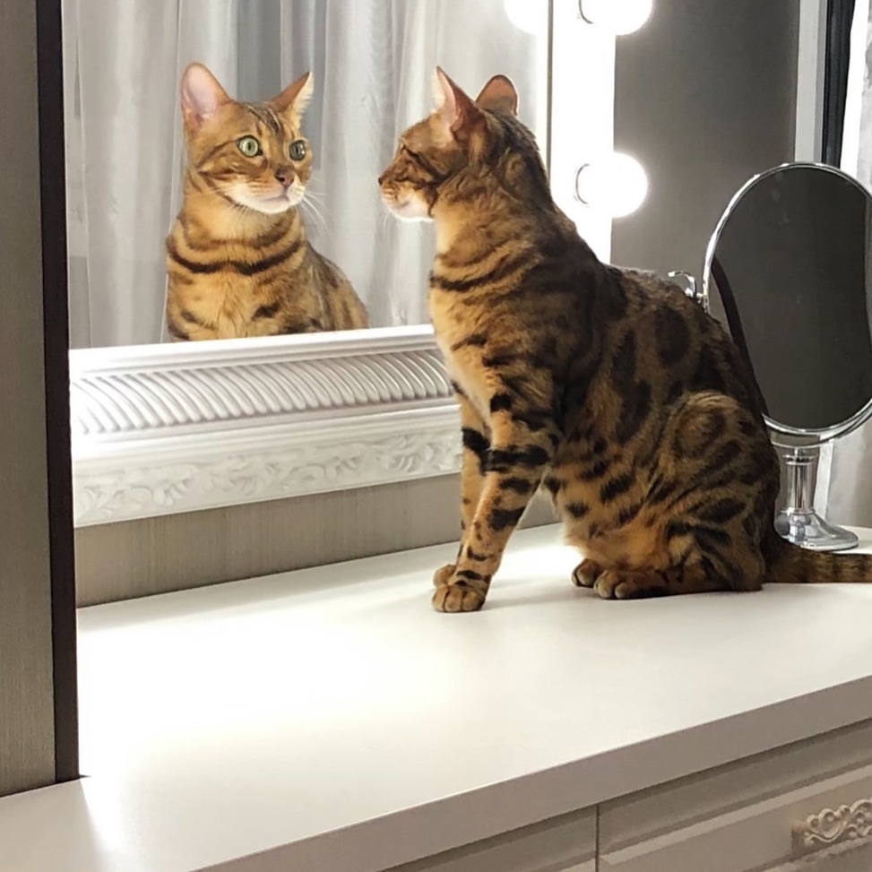 孟加拉小猫探索新家