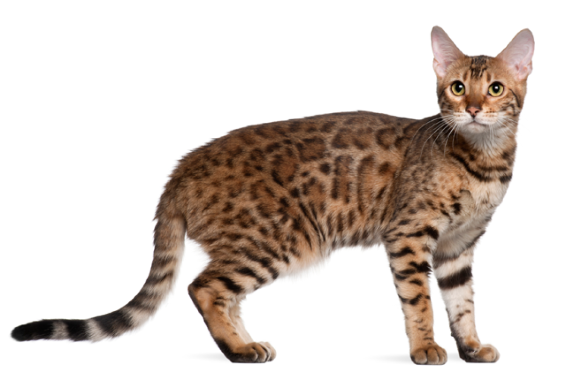 孟加拉小猫探索新家