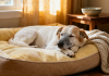 白面老年犬——7岁以上的狗狗需要特殊的老年护理