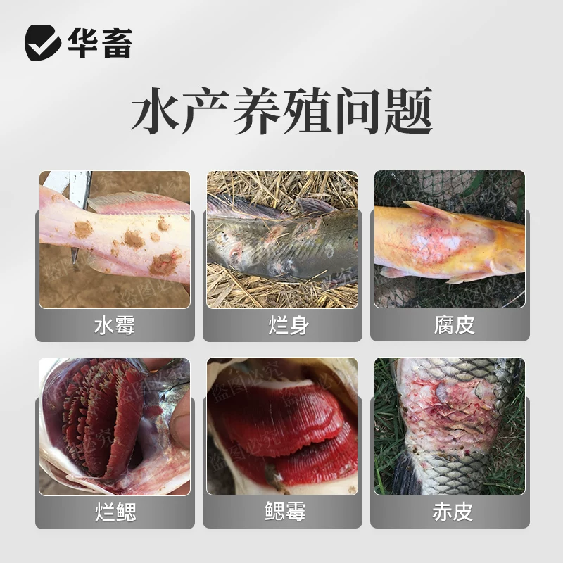 华畜硫醚沙星水产养殖聚维酮碘白毛水霉腐皮鱼塘烂尾烂身养鱼专用细节展示图2