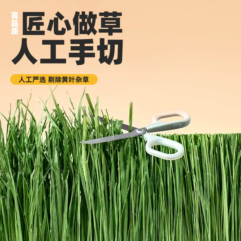 25年新烘干提摩西草兔草兔子食用草北提草豚鼠龙猫干草牧草兔粮细节展示图4