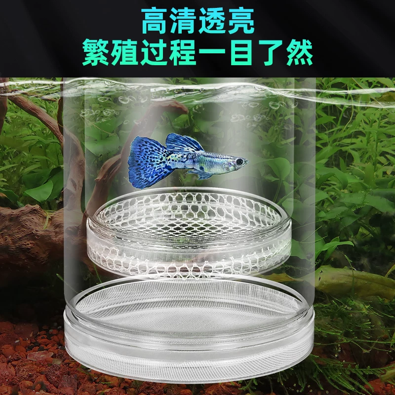 鱼缸隔离盒孔雀鱼繁殖盒凤尾斑马母鱼产房小鱼缸内胎生鱼产卵孵化细节展示图4