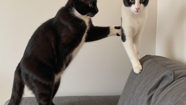 猫咪抓挠家具的原因与解决