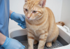 猫咪在猫砂盆内用力排便困难，便秘症状表现识别
