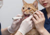 兽医检查猫咪牙齿口腔健康，猫咪牙齿护理