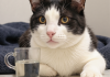 猫咪糖尿病的症状与诊断