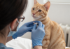 猫咪糖尿病症状多饮多尿体重下降，兽医为猫检查血糖