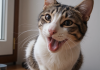 猫咪用力干呕试图咳出毛球，猫咪毛球问题