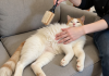 猫咪换毛季大量掉毛，主人使用脱毛梳工具梳理猫毛