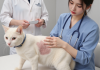 兽医检查猫咪皮肤状况，识别猫藓过敏皮疹等皮肤病类型