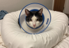 戴着伊丽莎白圈的猫咪手术后休息在柔软的猫床上，术后康复护理