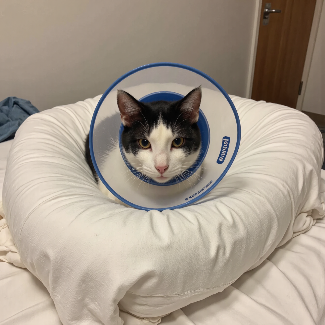 戴着伊丽莎白圈的猫咪手术后休息在柔软的猫床上，术后康复护理