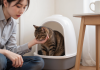 猫咪在猫砂盆里努力排尿但无法排出，泌尿堵塞紧急情况
