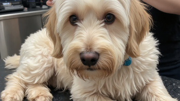 长毛犬严重打结毛发专业美容前后对比，狗狗皮毛护理重要性