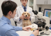 兽医在显微镜下观察狗狗粪便检查寄生虫虫卵，犬肠道寄生虫检测