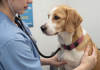 兽医用听诊器检查狗狗心脏，犬心脏病诊断检查流程