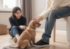 主人引导幼犬在训练垫上如厕，正向奖励如厕训练