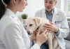 老年犬因关节疼痛行走困难，兽医检查髋关节