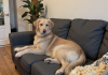 金毛犬春季换毛大量掉毛，沙发上满是狗毛