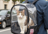猫咪坐在透明太空舱背包里，主人背包外出宠物出行方案
