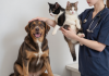 肥胖超重犬猫在兽医诊所体重评估，体况评分检查