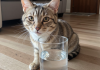 猫咪糖尿病的症状识别与诊断