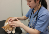什么是猫咪FIP（传染性腹膜炎）