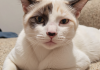 什么是猫咪甲状腺功能亢进