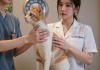 什么是猫咪甲亢？